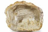 Petrified Wood (Tropical Hardwood) Bowl - Indonesia #357356-1